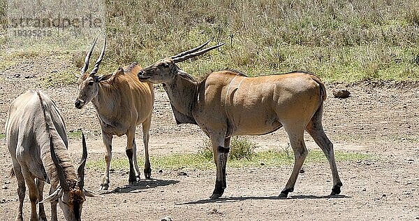 Kap-Elenantilope (Taurotragus Oryx)  Nairobi Park in Kenia  Masai Mara Park in Kenia