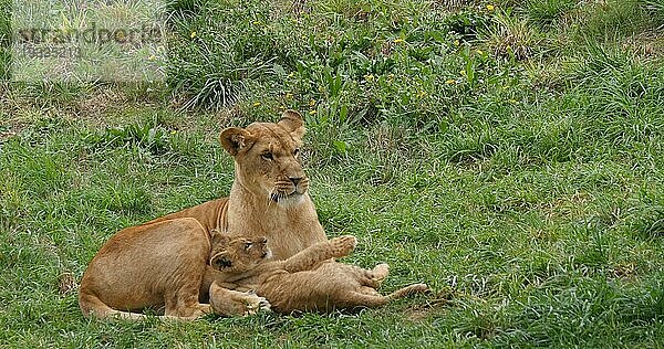 Afrikanischer Löwe (panthera leo)  Mutter und Jungtier