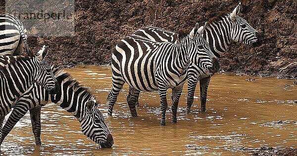 Grant's Zebra (equus burchelli) boehmi  Herde am Wasserloch  Nairobi Park in Kenia