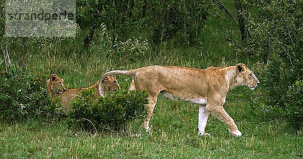 Afrikanischer Löwe (Panthera leo)  Mutter und Jungtiere  Masai Mara Park in Kenia