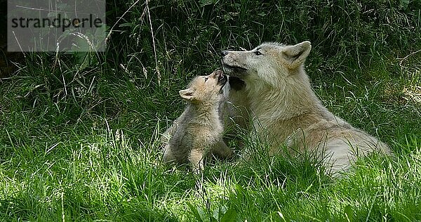 Polarwolf (canis lupus tundrarum)  Mutter spielt mit Jungtier