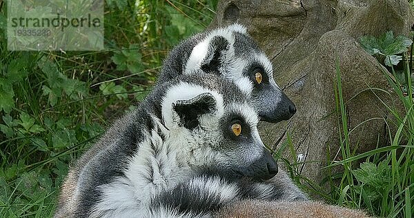 Ringelschwanzlemur  lemur catta. Porträt eines Erwachsenen  der sich umschaut