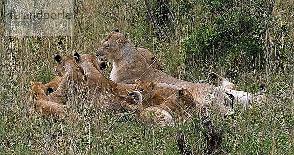 Afrikanischer Löwe (Panthera leo)  Mutter und Jungtiere  Masai Mara Park in Kenia