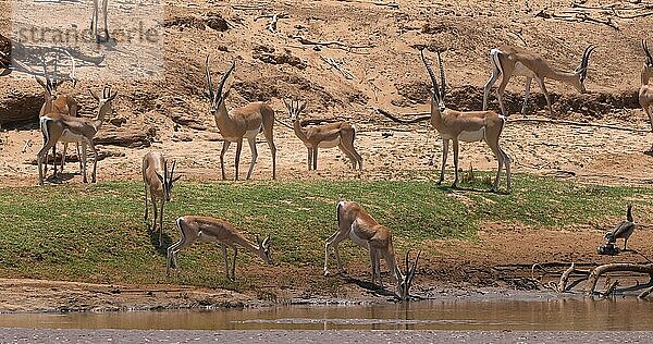 Grant Gazelle (gazella granti)  Gruppe trinkt Wasser am Fluss  Samburu Park in Kenia