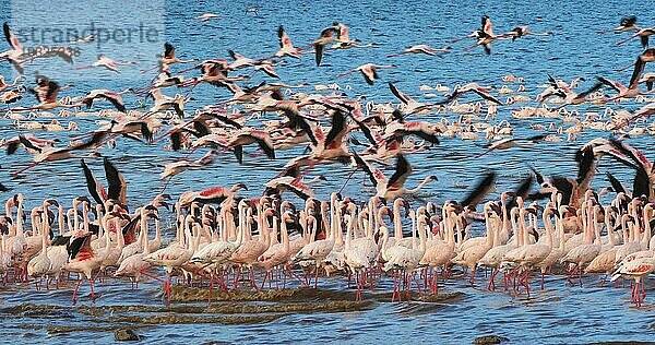 Zwergflamingo (phoenicopterus minor)  Gruppe im Flug  Kolonie am Bogoriasee in Kenia