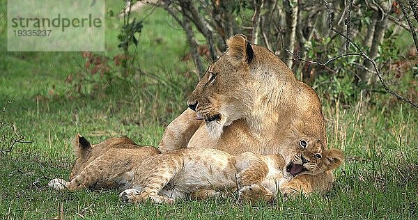 Afrikanischer Löwe (Panthera leo)  Mutter und Jungtier  Masai Mara Park in Kenia