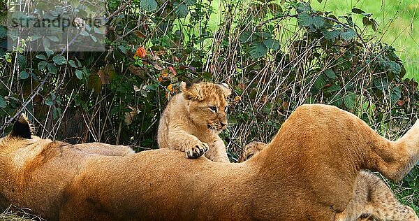 Afrikanischer Löwe (panthera leo)  Mutter und Jungtier