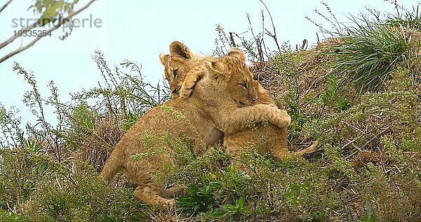 Afrikanischer Löwe (panthera leo)  spielendes Jungtier