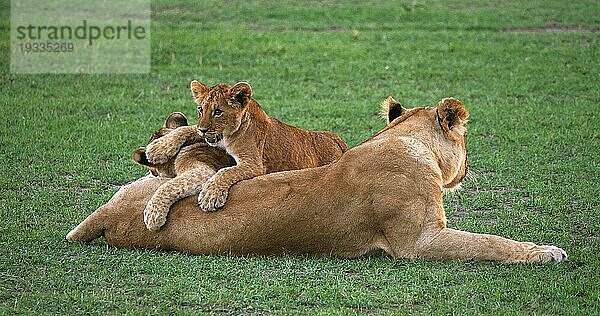 Afrikanischer Löwe (Panthera leo)  Mutter und Jungtier  Masai Mara Park in Kenia