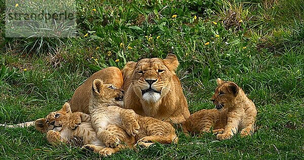 Afrikanischer Löwe (panthera leo)  Mutter und Jungtier