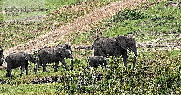 Afrikanischer Elefant (loxodonta africana)  Gruppe im Busch  Masai Mara Park in Kenia