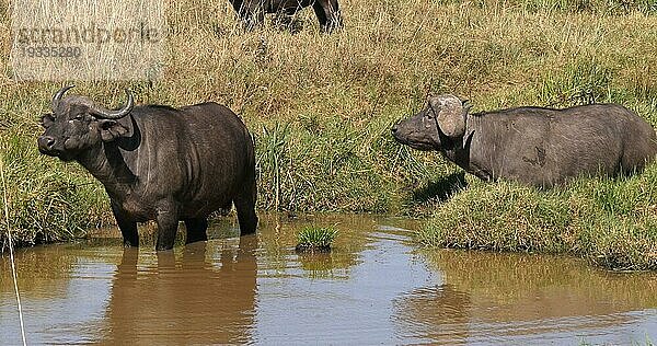 Kaffernbüffel (syncerus caffer)  Gruppe am Wasserloch  Nairobi Park in Kenia