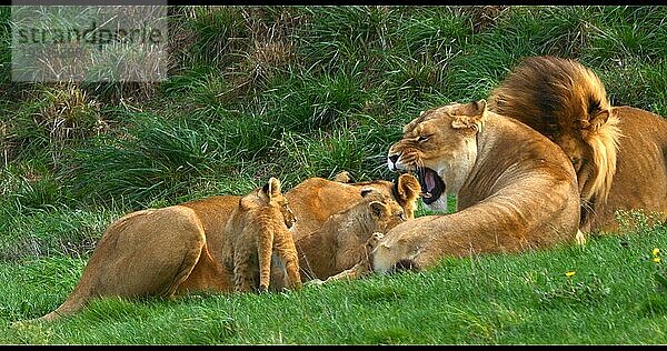 Afrikanischer Löwe (panthera leo)  Gruppe mit Männchen  Weibchen und Jungtier