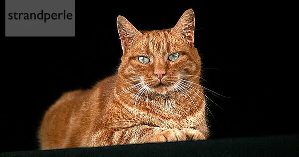 Rot gestromte Hauskatze  erwachsen  liegend vor schwarzem Hintergrund