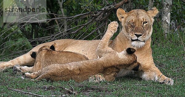 Afrikanischer Löwe (Panthera leo)  Mutter und Jungtiere  Masai Mara Park in Kenia