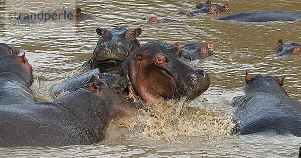 Nilpferd (hippopotamus amphibius)  Gruppe im Fluss stehend  Masai Mara Park in Kenia