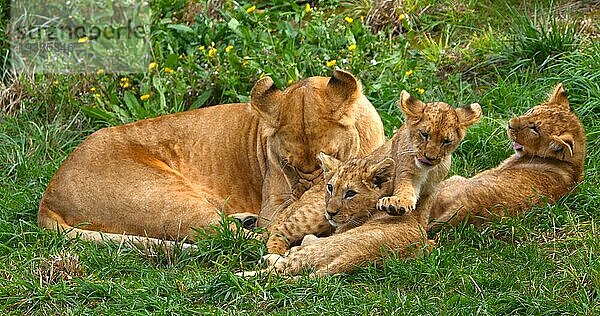 Afrikanischer Löwe (panthera leo)  Mutter und Jungtier