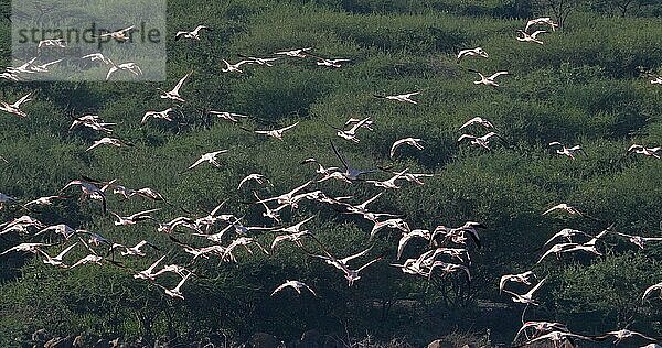 Zwergflamingo (phoenicopterus minor)  Gruppe im Flug  Kolonie am Bogoriasee in Kenia