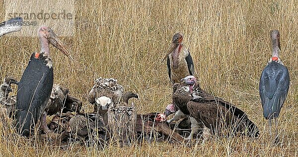 Weißrückengeier (gyps africanus)  Ruppellgeier  gyps rueppelli  Lappengeier (torgos tracheliotus)  Marabu (leptoptilos crumeniferus) Storch  Gruppe beim Fressen eines Kadavers  Masai Mara Park in Kenia