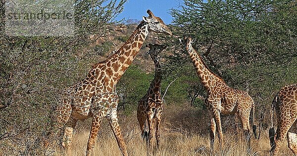 Masaigiraffe (giraffa camelopardalis tippelskirchi)  Gruppe im Busch  Tsavo Park in Kenia