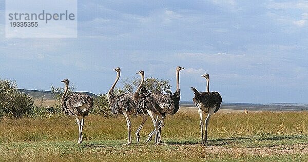 Afrikanischer Strauß (struthio camelus)  Männchen und Weibchen wandern durch Savanne  Masai MaraPark in Kenia