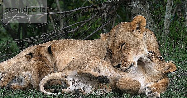 Afrikanischer Löwe (Panthera leo)  Mutter und Jungtiere  Masai Mara Park in Kenia