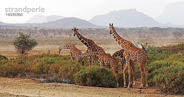 Masaigiraffe (giraffa camelopardalis tippelskirchi)  Gruppe stehend in Savanne  Masai Mara Park in Kenia