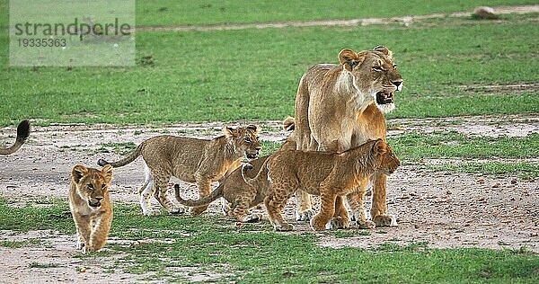 Afrikanischer Löwe (Panthera leo)  Mutter und Jungtiere  Masai Mara Park in Kenia