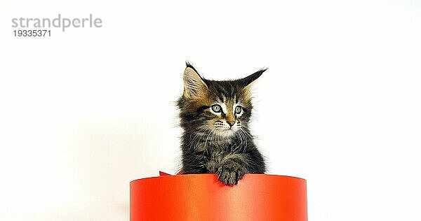 Brown Blotched Tabby Maine Coon  Hauskatze  Kätzchen in einem Geschenkkarton angeboten  gegen weißen Hintergrund  Normandie in Frankreich