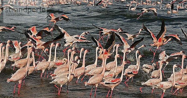 Zwergflamingo (phoenicopterus minor)  Gruppe im Flug  Kolonie am Bogoriasee in Kenia