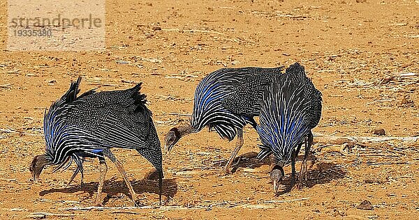 Geierperlhuhn (Acryllium vulturinum)  Gruppe im Samburu Park  Kenia  Afrika