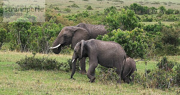 Afrikanischer Elefant (loxodonta africana)  Gruppe im Busch  Masai Mara Park in Kenia