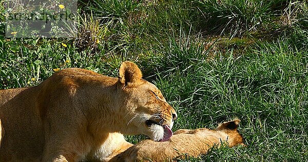 Afrikanischer Löwe (panthera leo)  Mutter und Jungtier