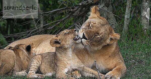 Afrikanischer Löwe (Panthera leo)  Mutter und Jungtiere  Masai Mara Park in Kenia