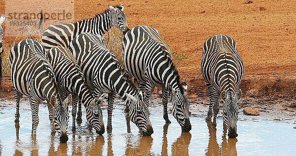 Burchell Zebra (equus burchelli)  Herdentränke am Wasserloch  Tsavo Park in Kenia