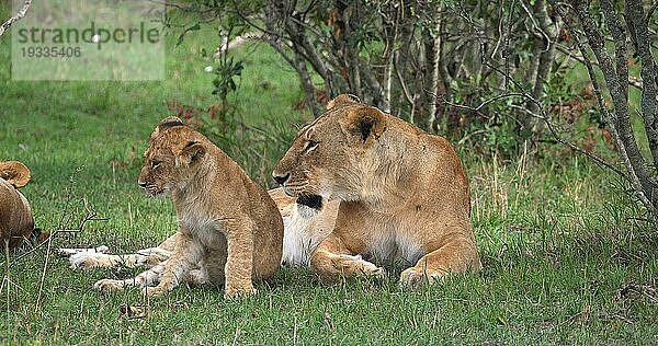 Afrikanischer Löwe (Panthera leo)  Mutter und Jungtier  Masai Mara Park in Kenia