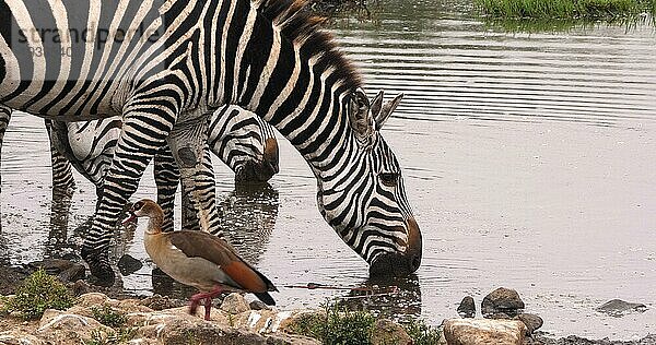 Grant's Zebra (equus burchelli) boehmi  Herde am Wasserloch  Nairobi Park in Kenia