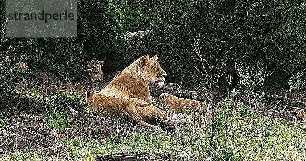 Afrikanischer Löwe (Panthera leo)  Mutter und Jungtier  Masai Mara Park in Kenia