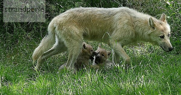 Polarwolf (canis lupus tundrarum)  Mutter spielt mit Jungtier