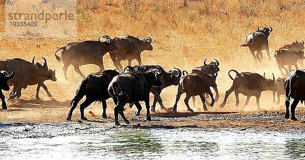 Kaffernbüffel (syncerus caffer)  Herde beim Trinken am Wasserloch  Tsavo Park in Kenia