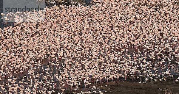 Zwergflamingo (phoenicopterus minor)  Kolonie am Bogoriasee in Kenia