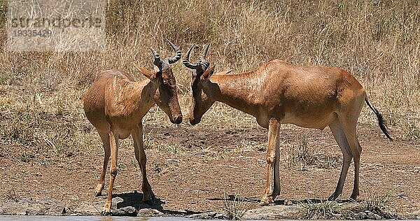 Eigentliche Kuhantilope (alcelaphus buselaphus)  Paar stehend in Savanne  Nairobi Park in Kenia