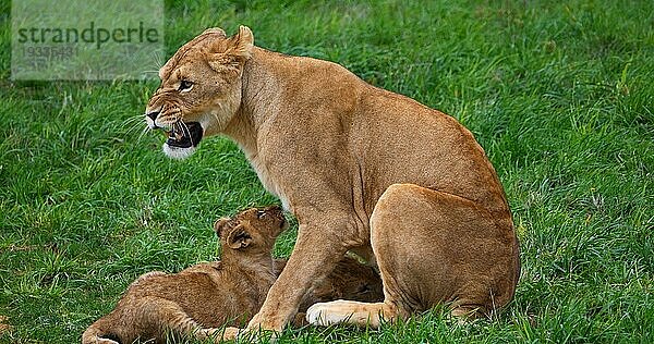 Afrikanischer Löwe (panthera leo)  Mutter und Jungtier