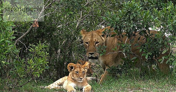 Afrikanischer Löwe (Panthera leo)  Mutter und Jungtier  Masai Mara Park in Kenia