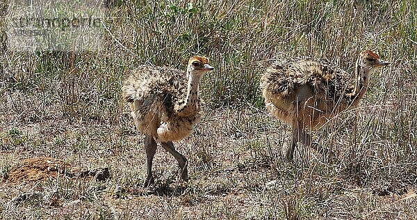 Afrikanischer Strauß (struthio camelus)  Küken wandern durch die Savanne  Nairobi National Park in Kenia