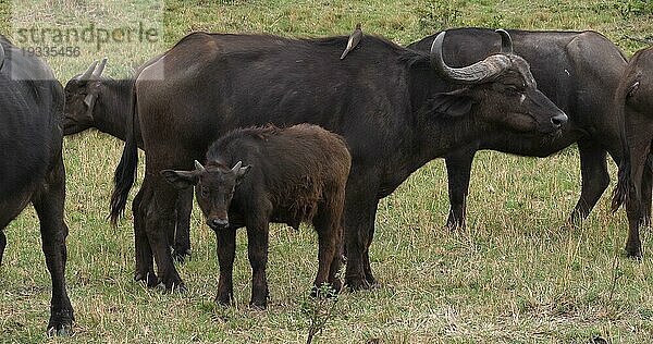 Kaffernbüffel (syncerus caffer)  Mutter und Kalb  Masai Mara Park in Kenia