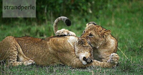 Afrikanischer Löwe (Panthera leo)  spielende Jungtiere  Masai Mara Park in Kenia