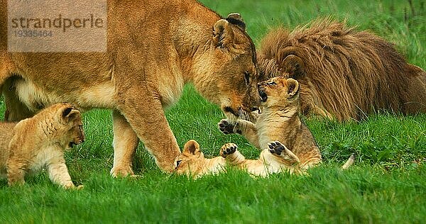 Afrikanischer Löwe (panthera leo)  Gruppe mit Männchen  Weibchen und Jungtier