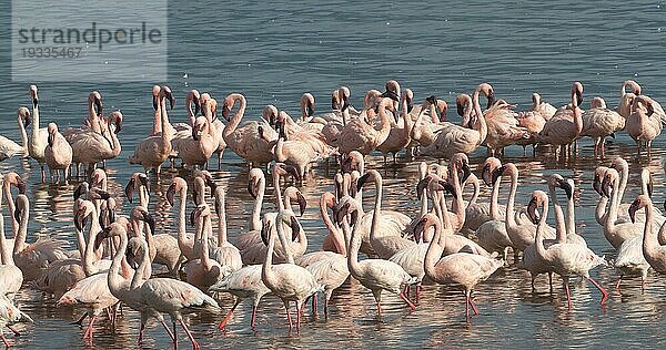 Zwergflamingo (phoenicopterus minor)  Kolonie am Bogoriasee in Kenia