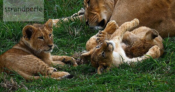 Afrikanischer Löwe (panthera leo)  Mutter und Jungtier